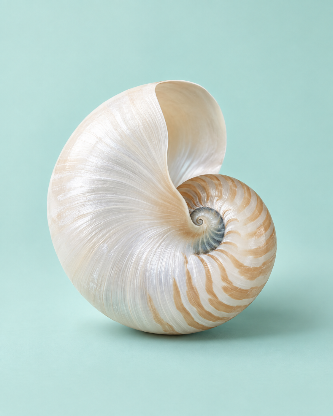 Pearl-white nautilus shell, symbol of intelligent continuous growth